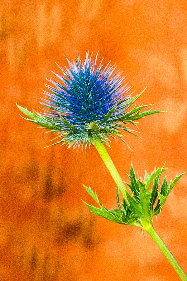 Blue Teasel